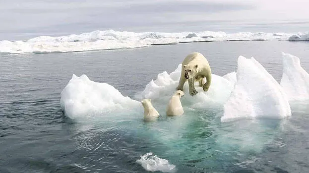 arctic