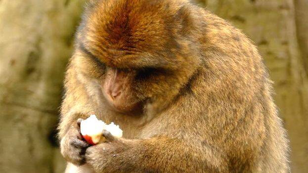 monkey-eating-apple