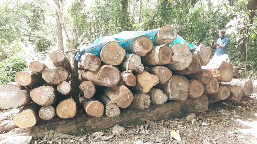 teak