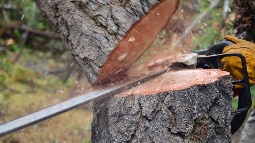 tree-cutting