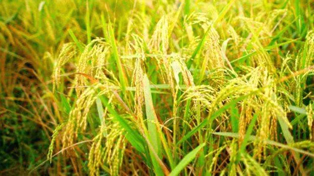 krishi