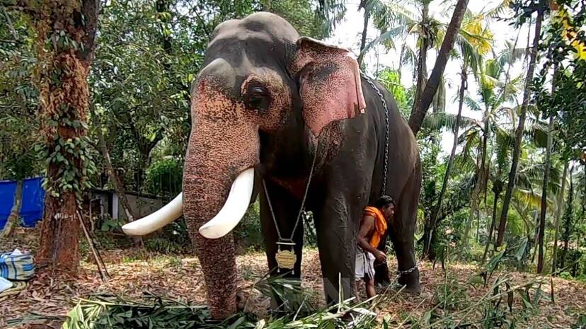 elephant-nandan