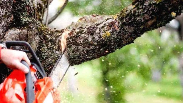 tree-cutting-controversy