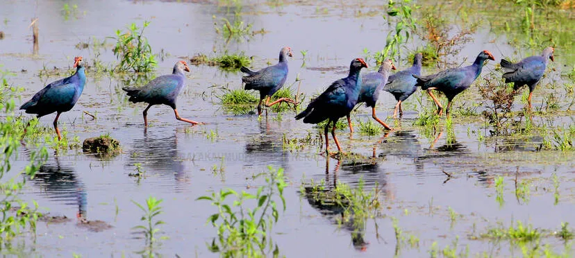 birds