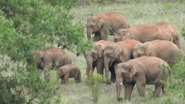 elephant