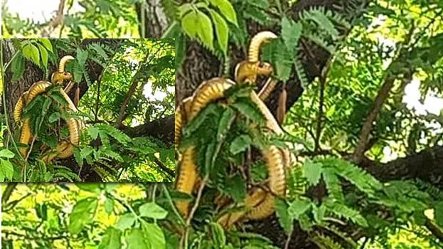 snake-