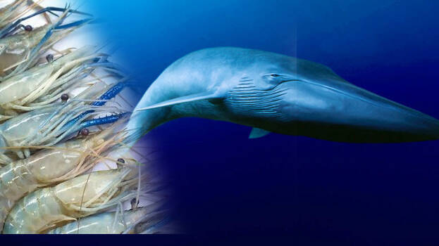 blue-whale-