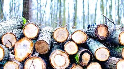illegal-wood-cutting