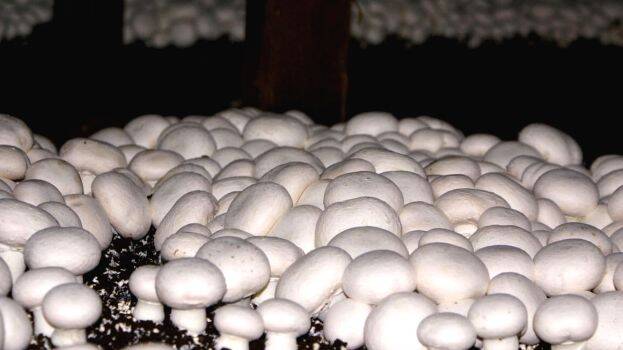 mushroom-