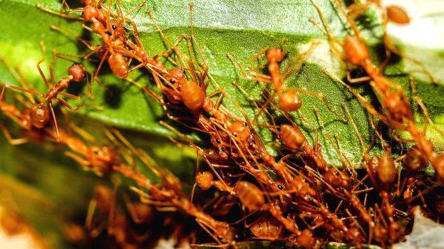 red-ants