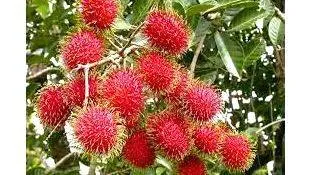 rambutan
