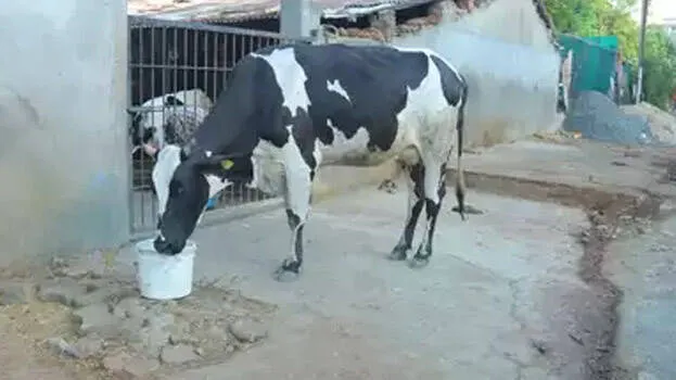 cow