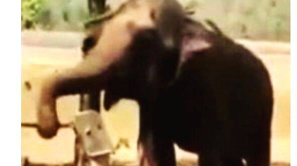 elephant-uses-handpump-to