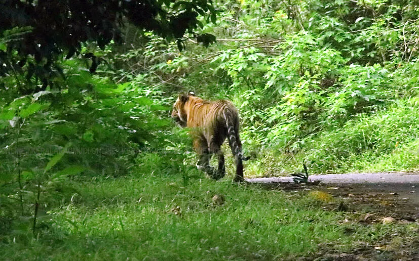 tiger-at-gavi