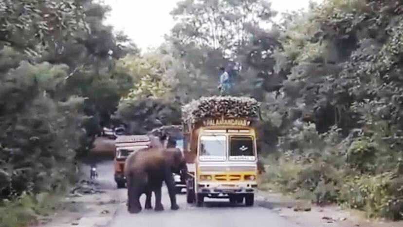 elephant-lorry-blocked