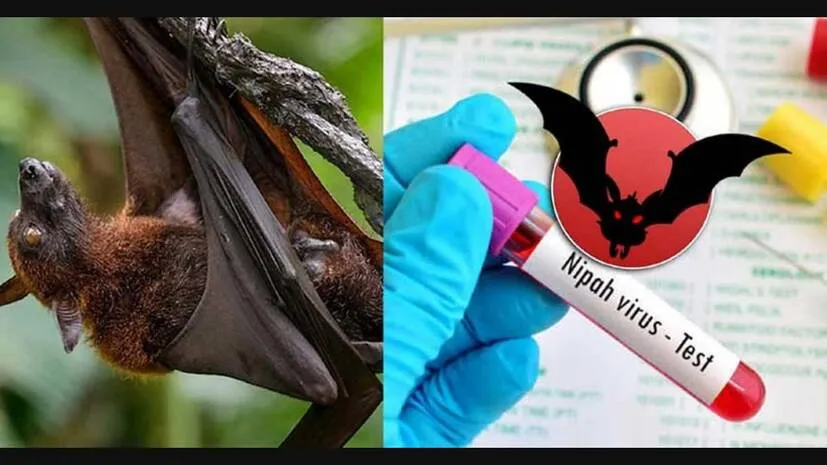nipah