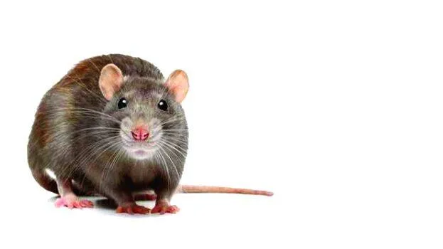 rat