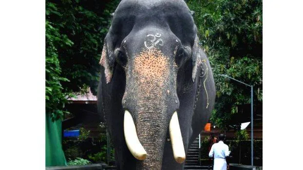 elephant