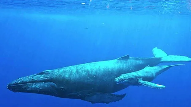 whale