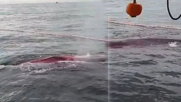 whale