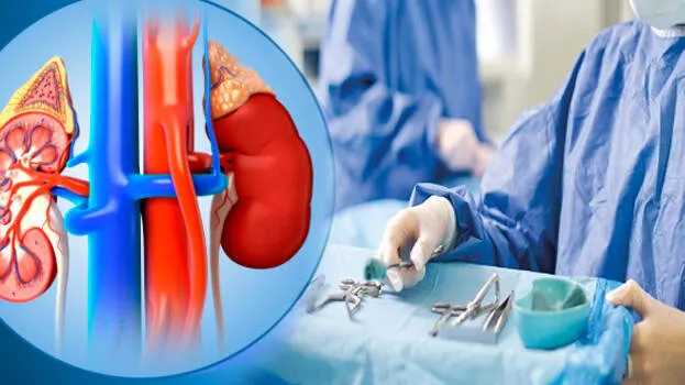 kidney-