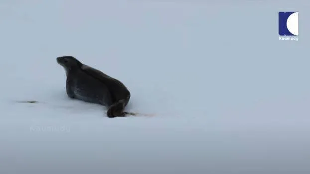 seal