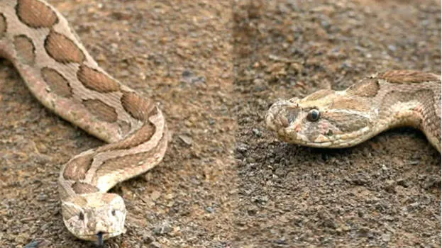 snake