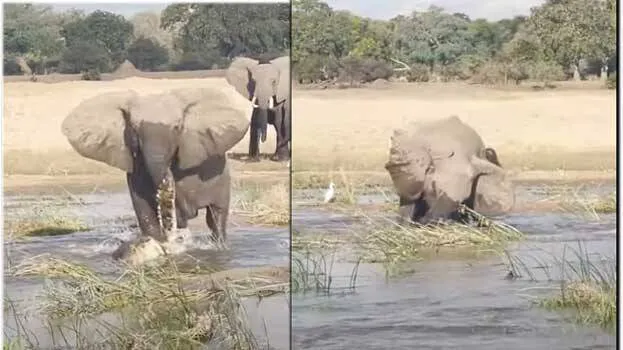 elephant