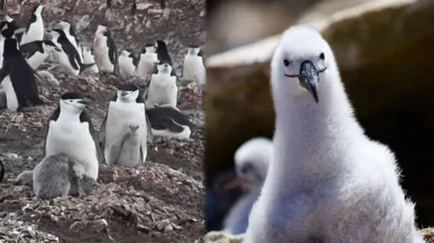 antartica