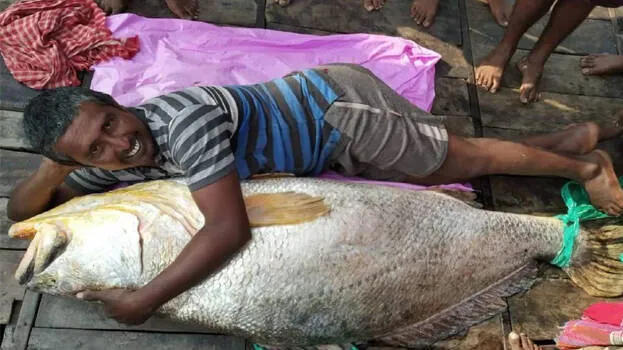 fish