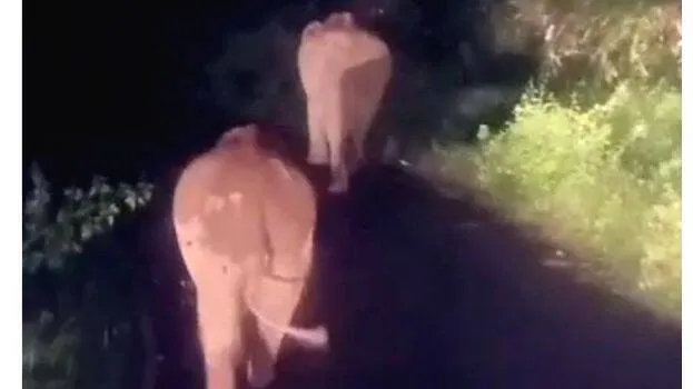 elephant