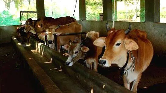 cattle-shed