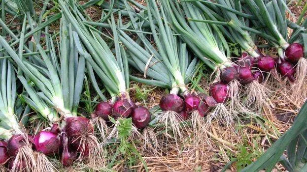 onion-farming