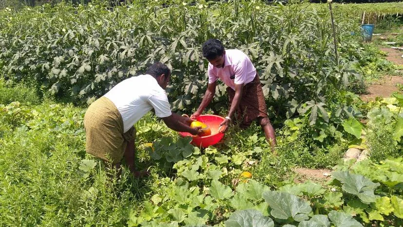 farmer