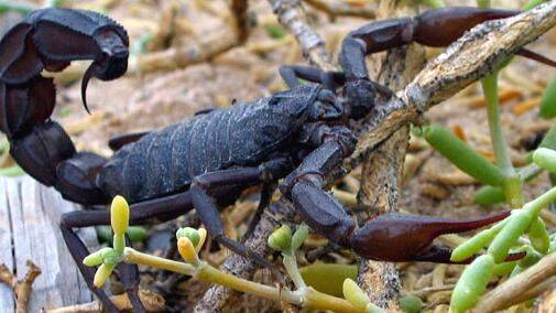 fat-tailed-scorpion