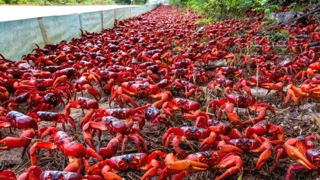 crabs-on-christmas-island