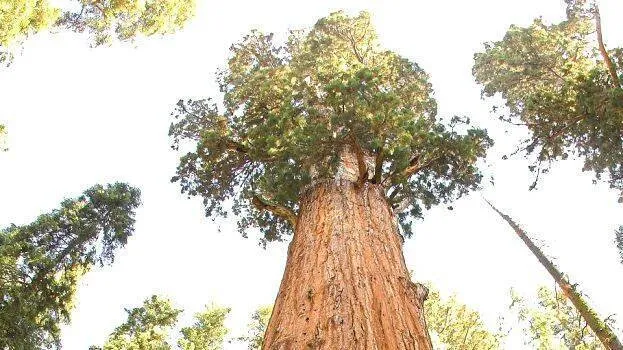 sequoias