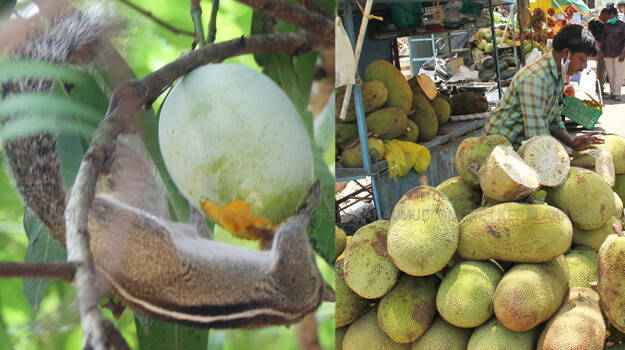 mango-jackfruit