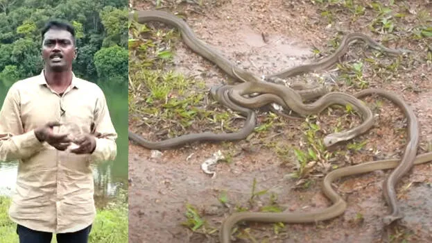 snake-master-