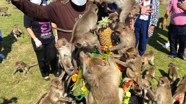 monkey-festival