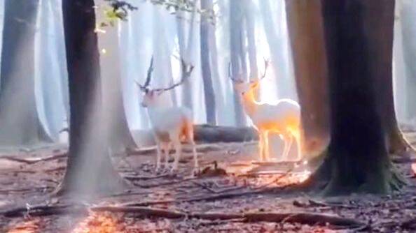 shining-like-golden-deer