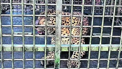puli