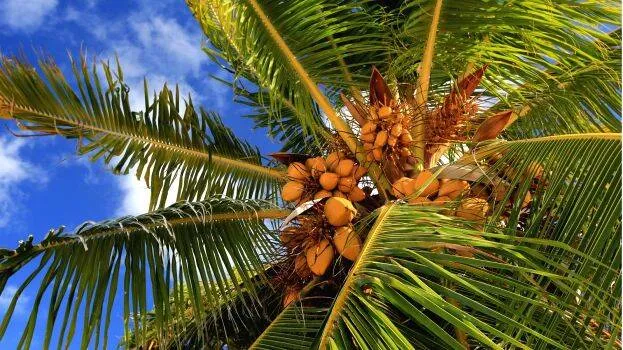 coconut