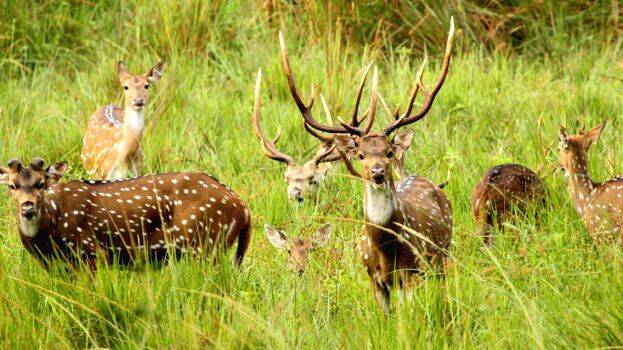 wild-animals wild-animals