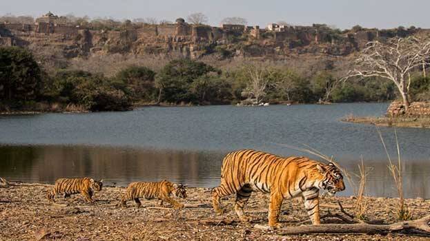 ranthambore-national-park ranthambore-national-park