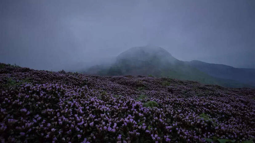 neelakurinji-