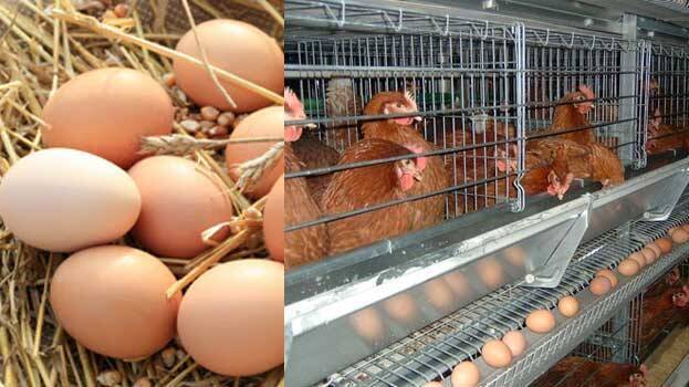 poultry-farming poultry-farming