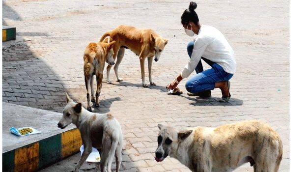stray-dog-feeding