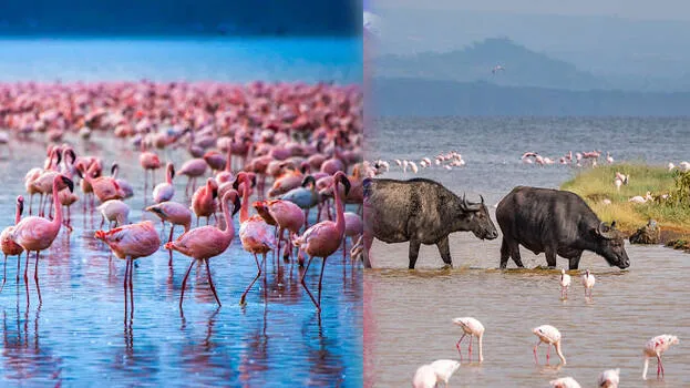 lake-nakuru