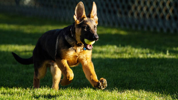 commander- commander-